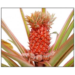 Pineapple fond (фонд Ананас)