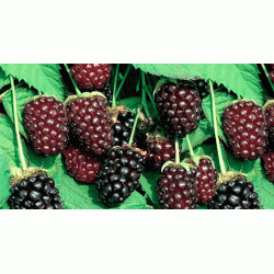 Fruits of the forest fond (Лесные ягоды)